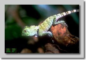 G. chameleontinus - mládě